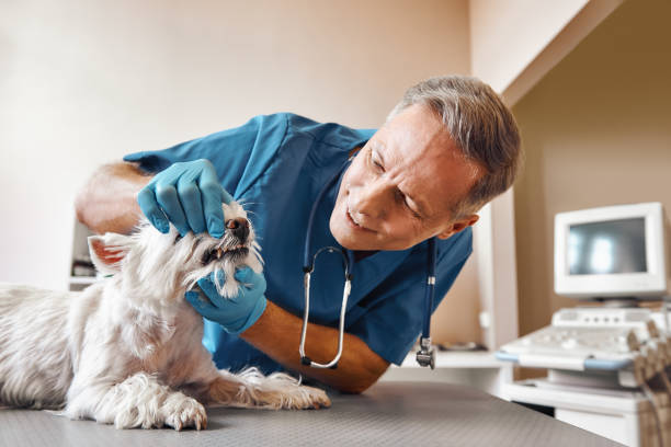 Best Weekend Emergency Dental Services in Harwich Center, MA